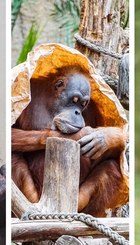 Menschenaffen leiden in Zoos