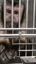 Auch Affen leiden in Tierversuchslaboren